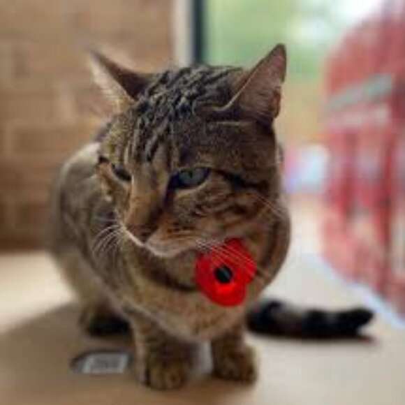 Grace's Bundle - Picture 1 of 1